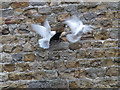 Fighting doves