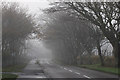 Foggy morning, Holy Island