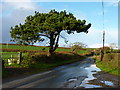 Tree by the roadside, south of Lincombe Cross