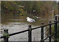 Black Headed Gull at Durham