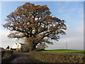 Tree on Malthouse Road