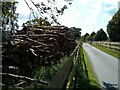 Wood Stack by the road.