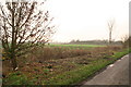 Partly trimmed bank edge on Atterby Carr Lane