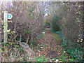 Track (footpath) into woodland