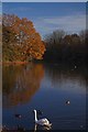 Swan and Heronry Pond