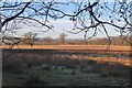 Farmland, Killearn