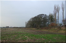 SD4538 : Stubble field near Crab Tree Farm by JThomas