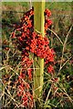 Red berries