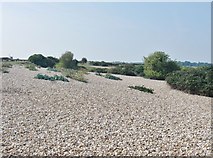 SZ8896 : Shingle spit at Pagham by Derek Voller