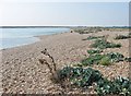 SZ8896 : Entrance channel to Pagham Harbour by Derek Voller