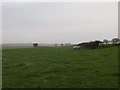 Grass near Dykehead