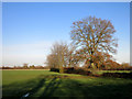 Hedgerow and Trees