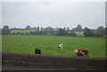 Cattle grazing