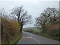 Bare trees south of Colemere