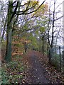 Footpath in the woods by Cole Mere