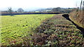 Hedge alongside Gwern Ddu Road