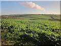 Crop, Southdown Farm