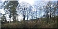 Trees in a railway cutting