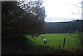 Sheep grazing near Brough