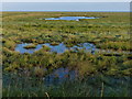 TF6329 : Salt marsh near Peter Black Sand by Mat Fascione