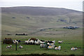 Sheep at supplementary feeding at Brakefield, Haroldswick