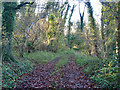 Track through woodland