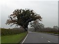 SJ5550 : Solitary tree by A49 near Park Farm, Bickley Moss by David Smith