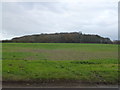 TF8625 : Gallond Plantation near West Raynham, Norfolk by Richard Humphrey