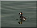 Greater Crested Grebe in Greenland Dock