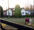 Pony grazing by Attlebridge railway station