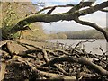 SX8256 : Fallen tree, Bow Creek by Derek Harper