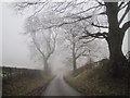 Misty Ronhill Lane