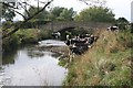 Cattle at Cook