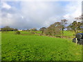 Tree lined Mill Lane at Wallclough