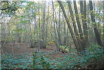 TM2243 : Coppicing, Brookhill Wood by N Chadwick
