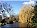 TF0919 : Weeping willows along the Bourne Eau, Lincolnshire. by Rex Needle