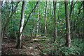 Woodland in the Nidd Gorge