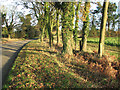 Trees growing beside Worthing Road