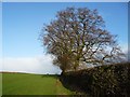 SE4775 : Tree on a field boundary, west of Hutton Sessay by Christine Johnstone