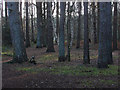 SU8265 : Pine woods, Heath Lake by Alan Hunt