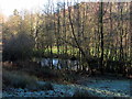 Wooded pond near Waren Burn