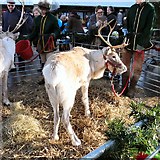 SJ9494 : Reindeer in Hyde by Gerald England