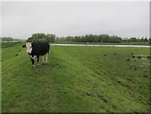 TL5374 : Cow on the river bank by Hugh Venables