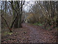 Path through Castlemilk Woodlands