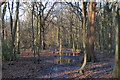 Wet ground in winter, West Wood, Daws Heath