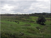 M4676 : Peat fields by Ian Paterson