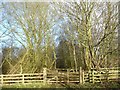 Gates into woodland, Jobbing Cross