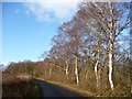 SE4572 : Silver birch alongside the road at East Moor by Christine Johnstone