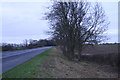 Young trees planted by A18 opposite Suddle Wood