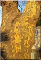 Plane tree, Torquay